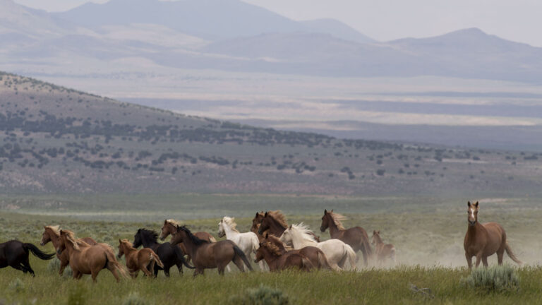 Oficina gubernamental bajo críticas por venta masiva de caballos salvajes que terminarían en mataderos
