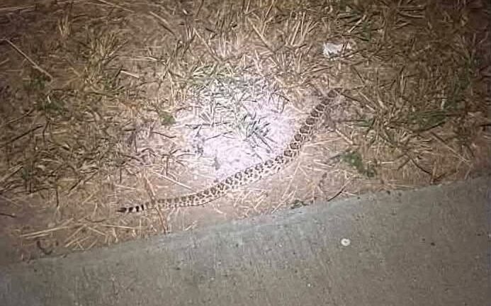 Emiten alerta por presencia de víboras de cascabel en Riviera