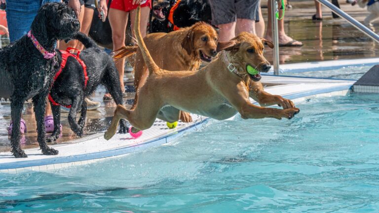 ¡Piscina para perros! Lone Tree anuncia evento con juegos, premios y spa gratis para mascotas
