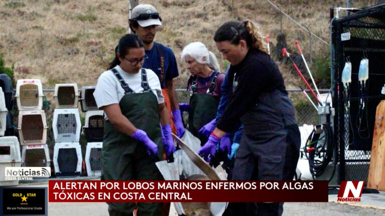 Alerta en la Costa Central por aumento de lobos marinos enfermos