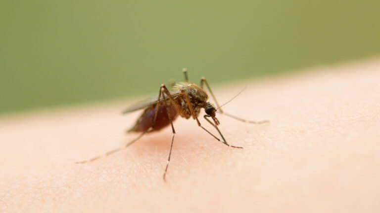 Condado de San Diego pide protegerse de los mosquitos ante casos de virus del Nilo Occidental