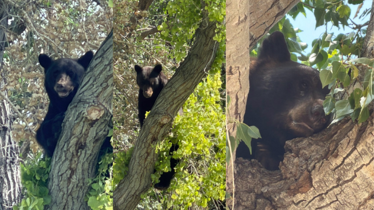Alertan por presencia de osos negros en zonas residenciales de Santa Fe