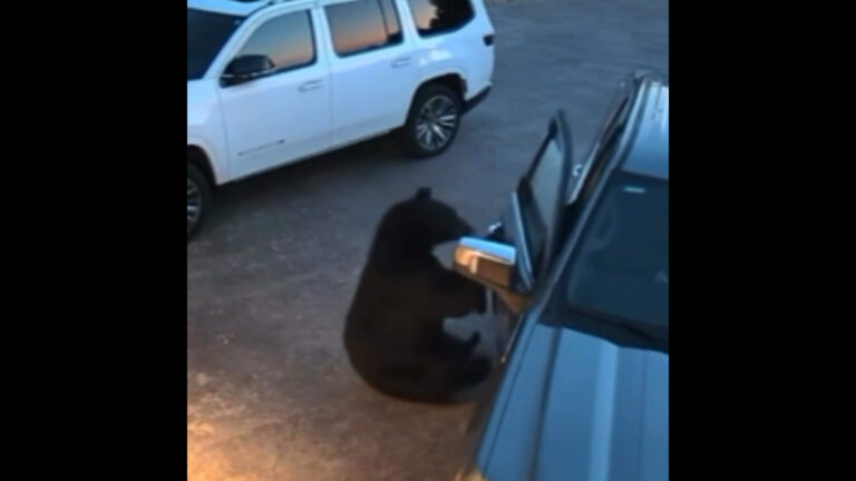 Oso causa miles de dólares en daños tras quedar atrapado dentro de un automóvil en Colorado Springs