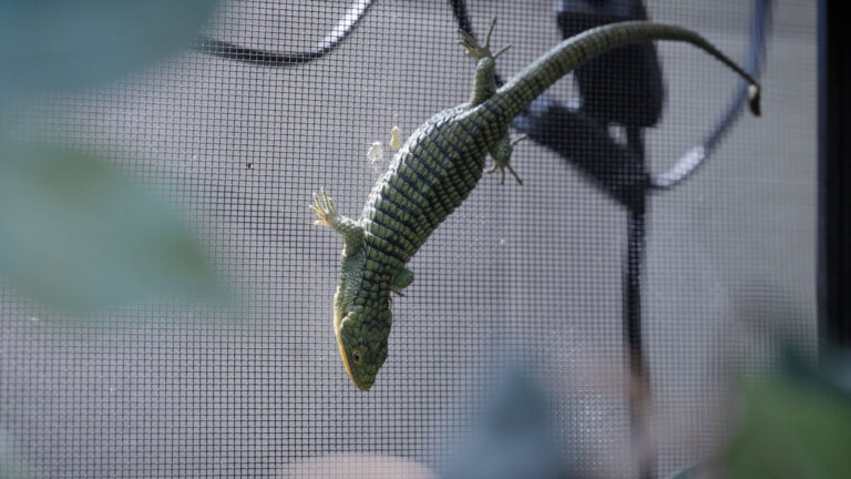 Zoológico de San Diego recibe decenas de reptiles incautados en la frontera; ocho crías nacen bajo su cuidado