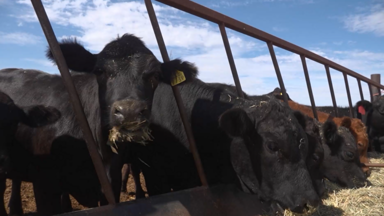 El Gusano Barrenador del Ganado Amenaza la Economía de Productores en Chihuahua