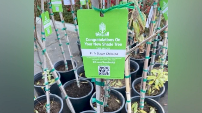 Programa busca llevar árboles gratis a hogares para combatir el calor