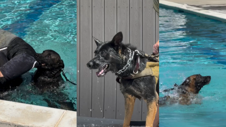 Al agua los K9: Policía de Midland pone a prueba a sus perros de servicio en la piscina Doug Russell