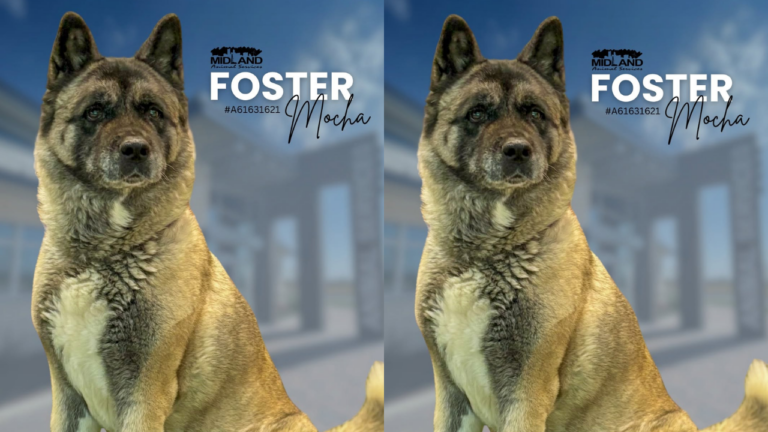 Buscan hogar temporal en Midland para la perrita Mocha, una Akita de 10 años