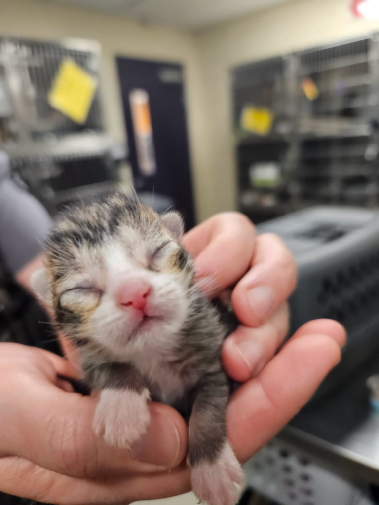 Rescatan a gata y sus seis crías atrapadas debajo de una casa en Broomfield