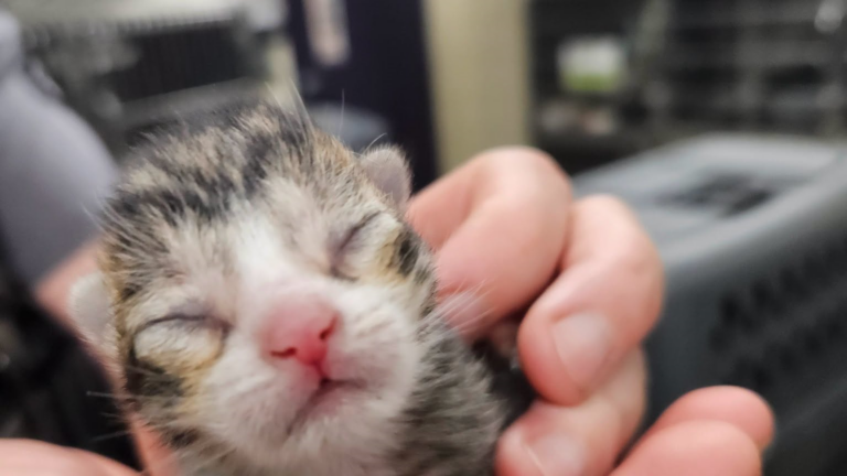 Rescatan a gata y sus seis crías atrapadas debajo de una casa en Broomfield