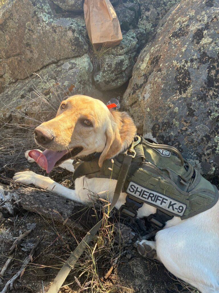 Perro de la Oficina del Alguacil del Condado Chaffee ayuda en búsqueda de tres niños perdidos en Colorado