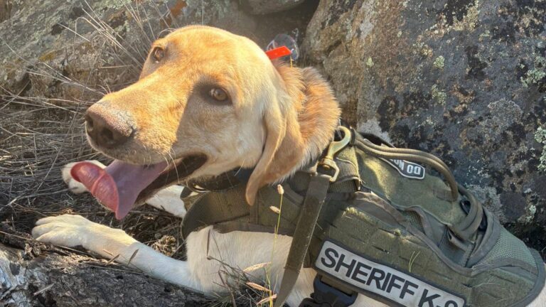 Perro de la Oficina del Alguacil del Condado Chaffee ayuda en búsqueda de tres niños perdidos en Colorado