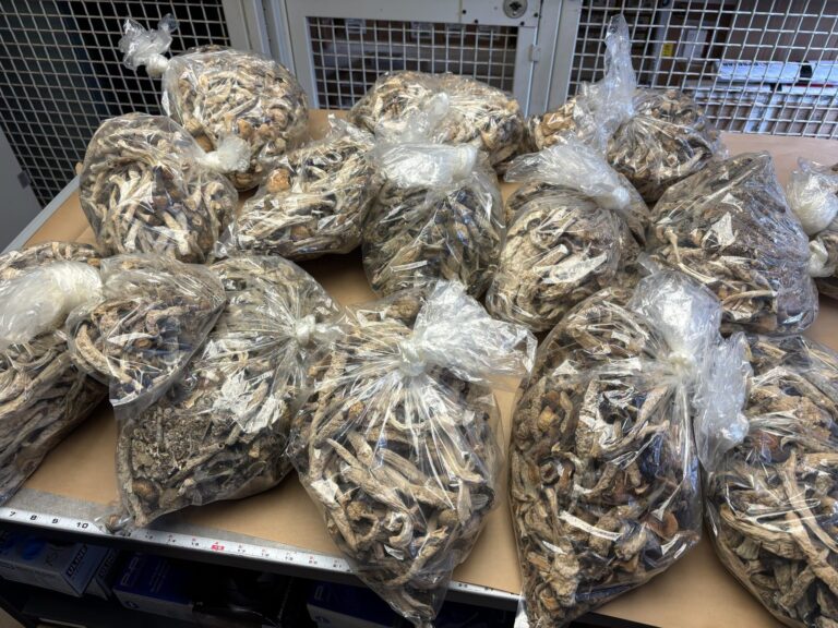 Cultivos ilegales: desmantelan 18 operaciones clandestinas de cannabis en el Condado Nevada