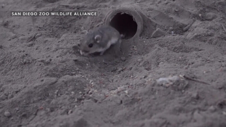 Ratón de bolsillo del Pacífico regresa a Camp Pendleton para crear una tercera población