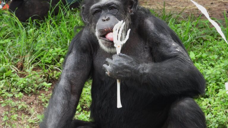 Rusty, la chimpancé más longeva del zoológico, celebra sus 54 años
