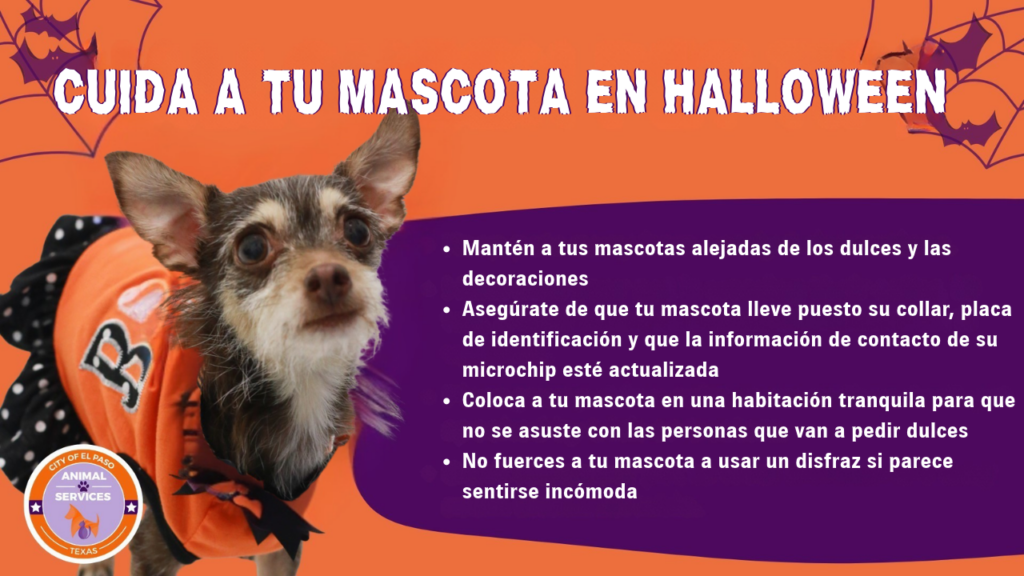 El Paso Animal Services emite guía de seguridad para proteger a las mascotas durante Halloween