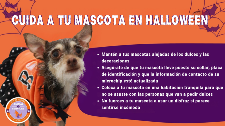El Paso Animal Services emite guía de seguridad para proteger a las mascotas durante Halloween