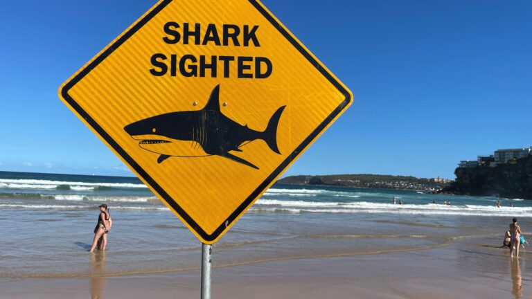 Emiten advertencia por presencia de tiburones en playas de la Costa Central