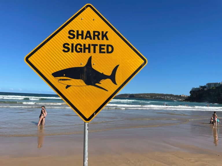 Emiten advertencia por presencia de tiburones en playas de la Costa Central
