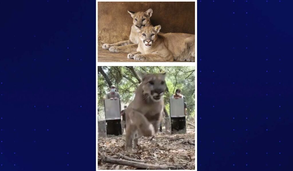 Cachorros de puma son liberados en la naturaleza