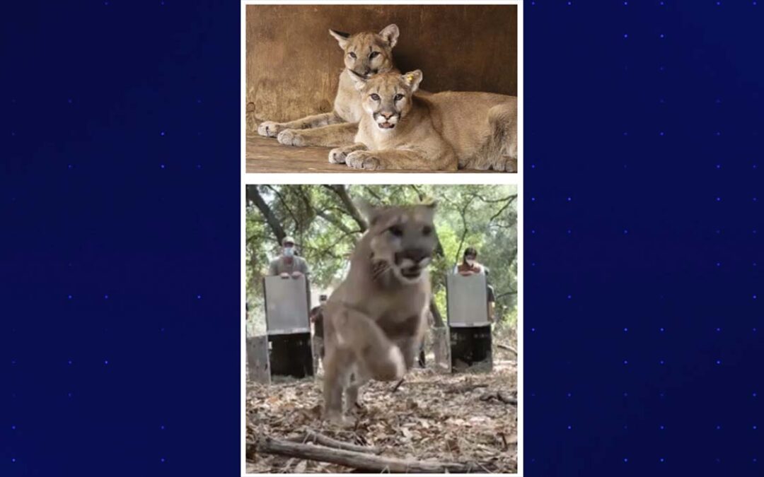 Cachorros de puma son liberados en la naturaleza